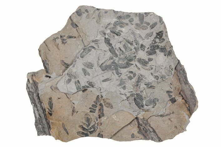 Pennsylvanian Fossil Fern (Neuropteris) Plate - Kentucky #214218